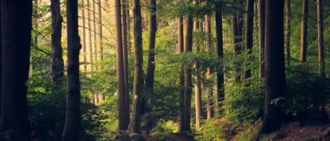 Implementation of the CSRD in Germany