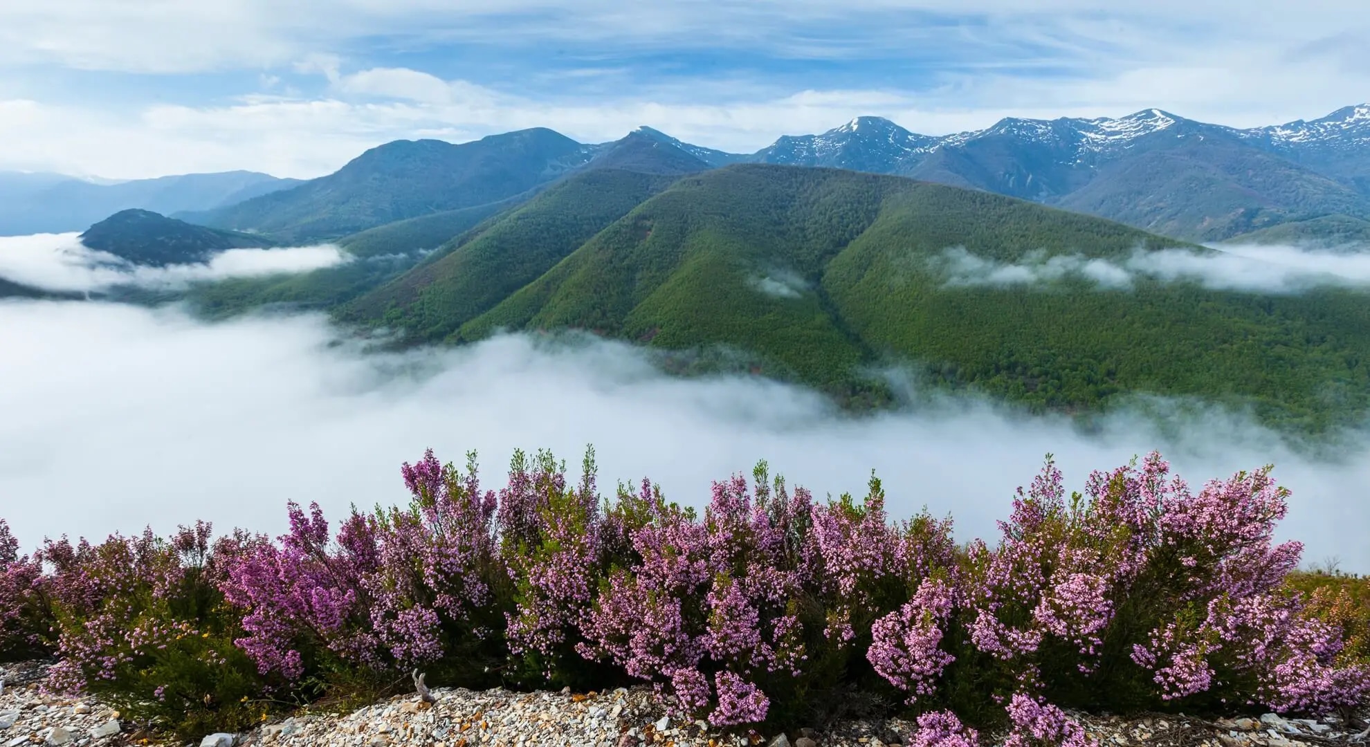Biodiversität: Ein unterschätztes Risiko für den Finanzsektor