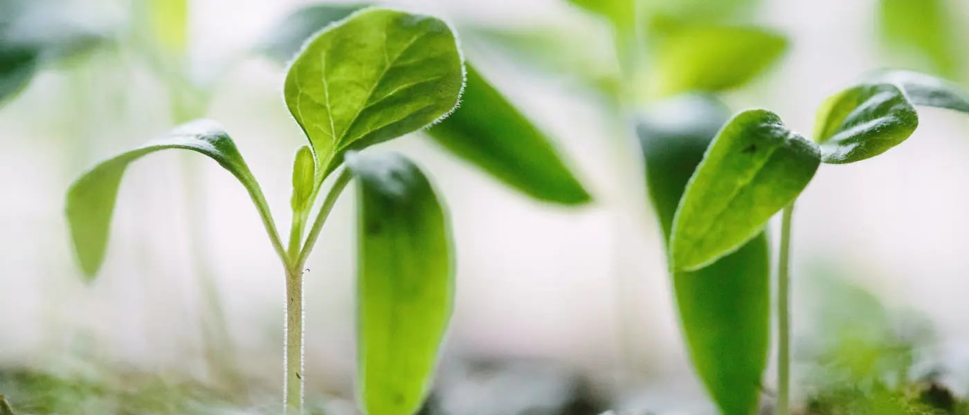 Einmal rückwärts gedacht – von der Green Asset Ratio zur grünen Produktstrategie