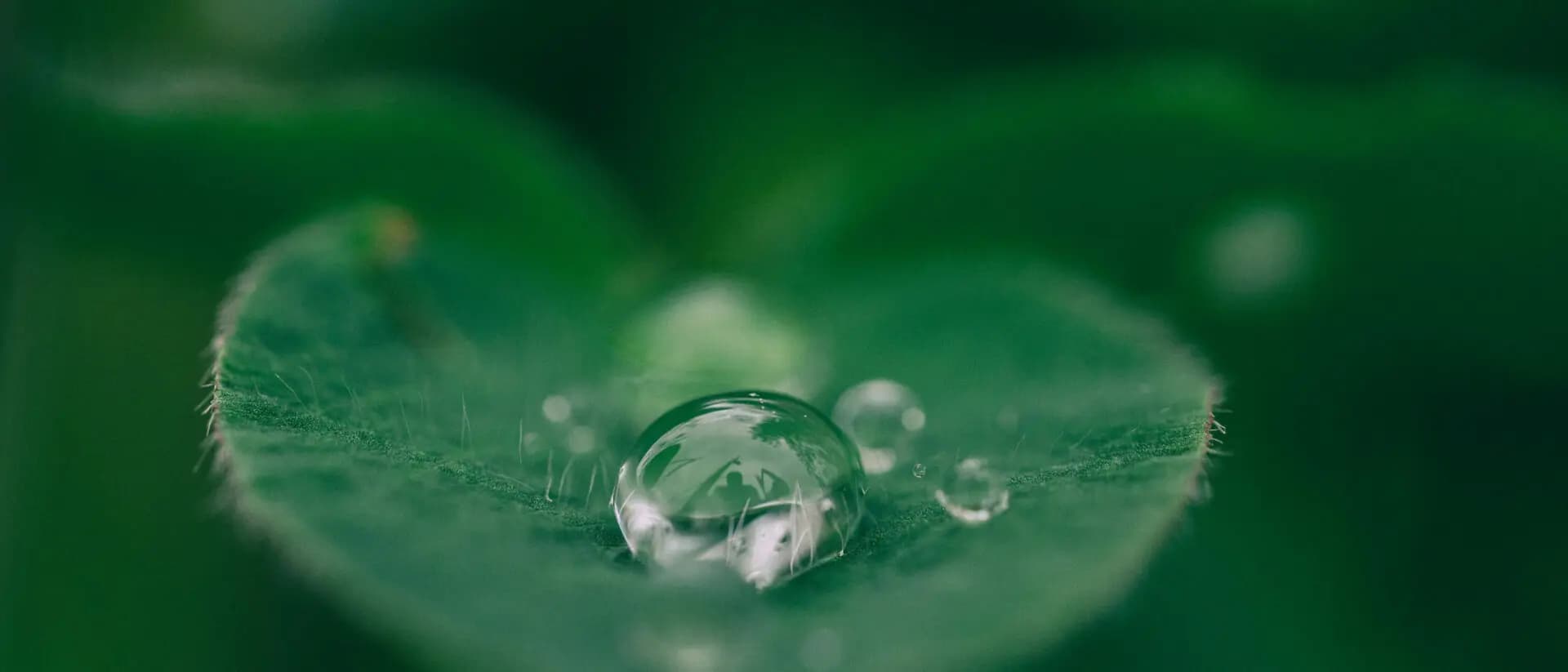 Waterdrop On Leaf