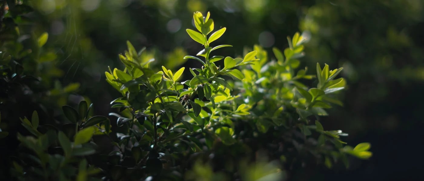 Shaping sustainability: How companies can use the EUDR as an opportunity