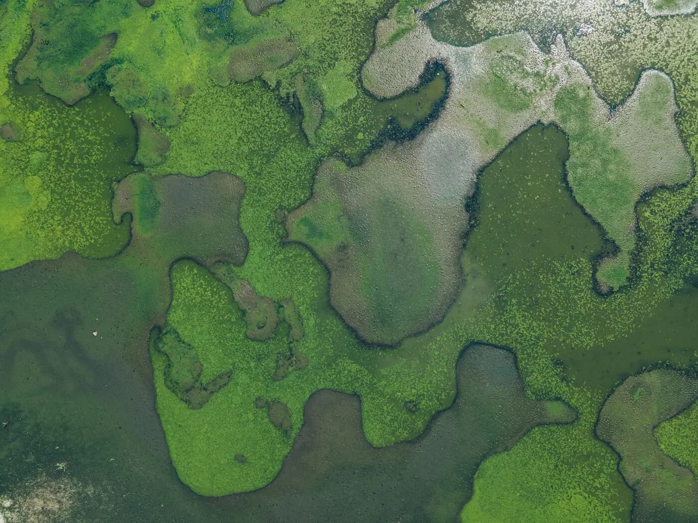 Biodiversity in the financial sector - relevance, risks and regulation