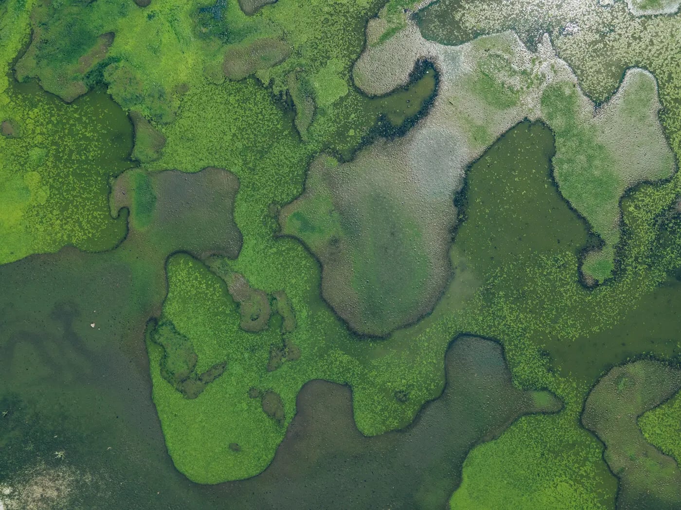 Biodiversity in the financial sector - relevance, risks and regulation